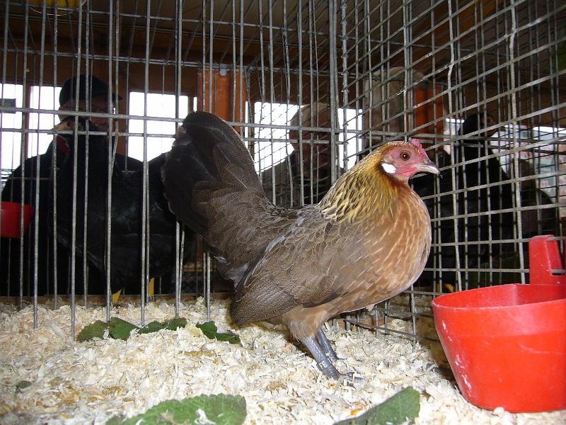 Kreisschau Coesfeld 2008 115.jpg - Holländische Zwerghühner goldhalsig von Horst Schäper Preis sg 93 SE